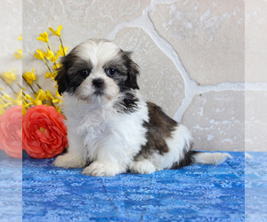Shih Tzu Puppy for sale in GORDONVILLE, PA, USA