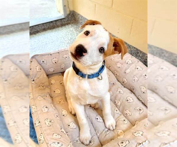 Medium Photo #1 American Pit Bull Terrier-Unknown Mix Puppy For Sale in Brewster, MA, USA