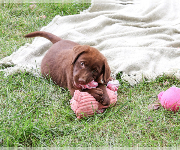 Medium Photo #5 Labrador Retriever Puppy For Sale in SYRACUSE, IN, USA
