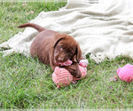 Small #4 Labrador Retriever