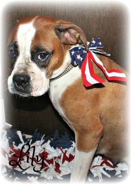 Medium Photo #1 Boxer Puppy For Sale in CLAYTON, NJ, USA