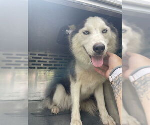Huskies -Unknown Mix Dogs for adoption in Waco, TX, USA