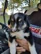 Small Photo #1 Miniature Australian Shepherd Puppy For Sale in OCONTO FALLS, WI, USA