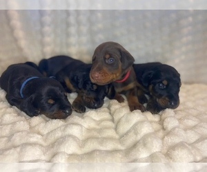 Doberman Pinscher Puppy for sale in CHINA SPRING, TX, USA