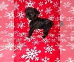Small Photo #17 YorkiePoo Puppy For Sale in LAPEER, MI, USA