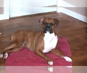 Mother of the Boxer puppies born on 05/21/2019