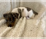 Small Photo #17 Jack Russell Terrier Puppy For Sale in FORT PIERCE, FL, USA