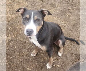 American Pit Bull Terrier-Unknown Mix Dogs for adoption in Germantown, OH, USA