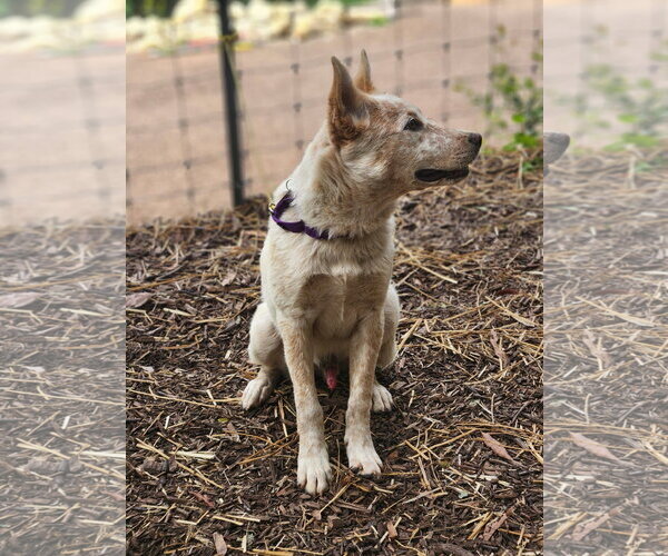 Medium Photo #3 Mutt Puppy For Sale in Paso Robles, CA, USA