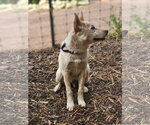 Small #2 Mutt