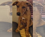 Small #1 Labrador Retriever-Redbone Coonhound Mix