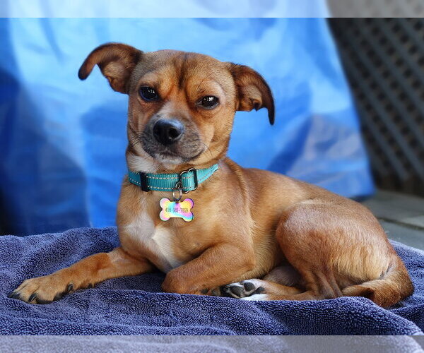 Medium Photo #2 Chihuahua-Unknown Mix Puppy For Sale in Santa Clara, CA, USA