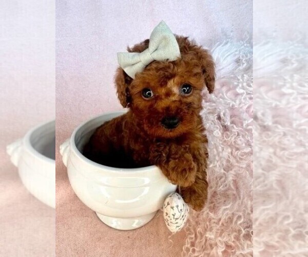 Medium Photo #13 Cavapoo (Miniature) Puppy For Sale in PEMBROKE PINES, FL, USA