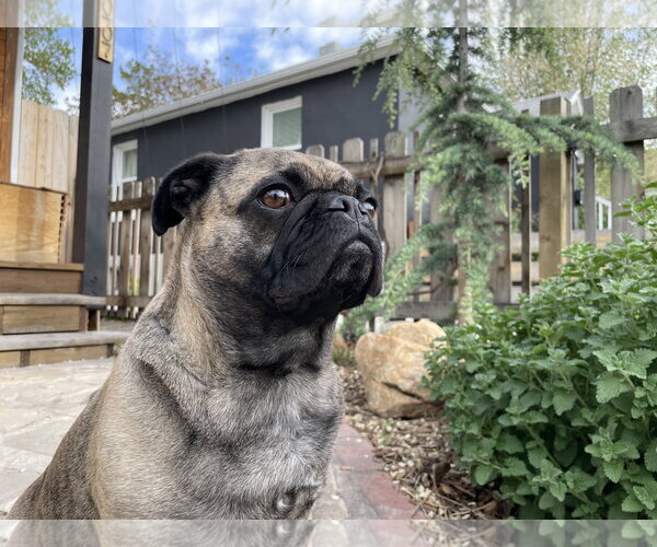 Medium Photo #11 Buggs Puppy For Sale in Sandy, UT, USA