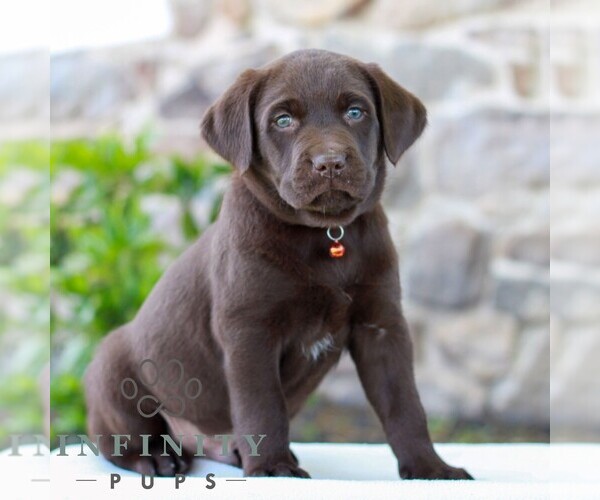 Medium Photo #4 Labrador Retriever Puppy For Sale in MORGANTOWN, PA, USA