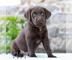 Small #3 Labrador Retriever