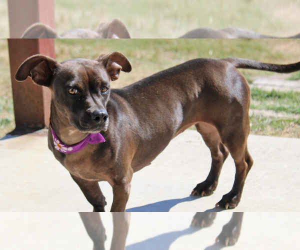 Medium Photo #2 Dachshund-Unknown Mix Puppy For Sale in Cranston, RI, USA