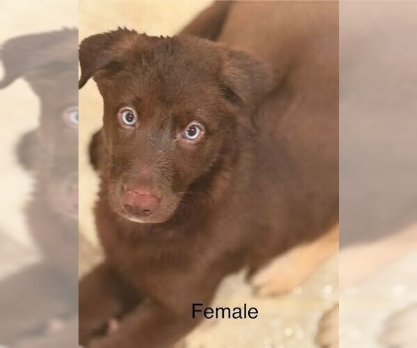 Medium Photo #2 Labsky Puppy For Sale in Evansville, IN, USA