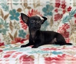 Small Photo #12 Chihuahua Puppy For Sale in LAKELAND, FL, USA