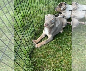 Catahoula Leopard Dog Puppy for sale in CRAIGVILLE, IN, USA