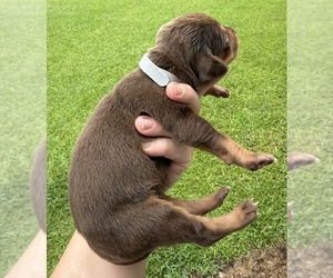 Medium Catahoula Leopard Dog