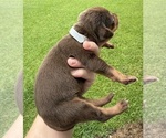 Puppy Grey Catahoula Leopard Dog