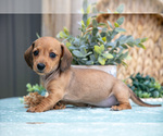 Small Photo #20 Dachshund Puppy For Sale in GREENWICH, OH, USA