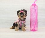 Small #2 Yorkshire Terrier