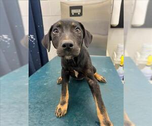 Labrador Retriever-Unknown Mix Dogs for adoption in Mobile, AL, USA