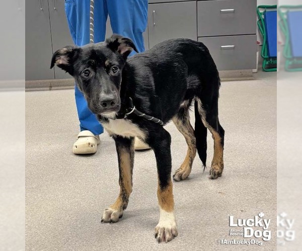 Medium Photo #2 Australian Shepherd-Unknown Mix Puppy For Sale in Washington, DC, USA