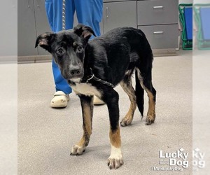 Fido - Male Australian Shepherd-Unknown Mix Dog for Adoption - Photo #2