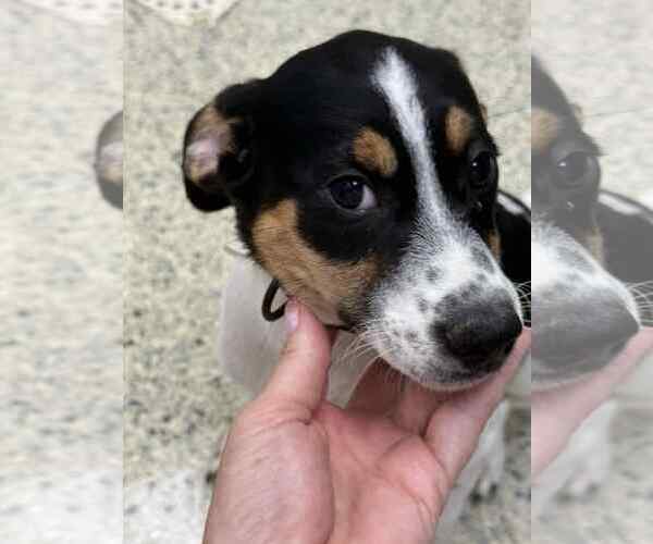 Medium Photo #2 Jack Russell Terrier-Unknown Mix Puppy For Sale in Mechanicsburg, PA, USA