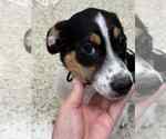 Small #1 Jack Russell Terrier Mix