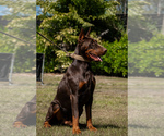 Small Photo #68 Doberman Pinscher Puppy For Sale in FORT LAUDERDALE, FL, USA