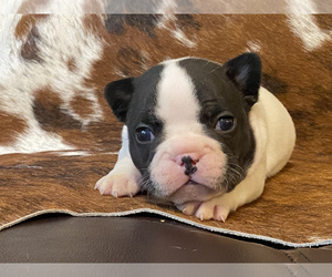 French Bulldog Puppy for sale in GERBER, CA, USA