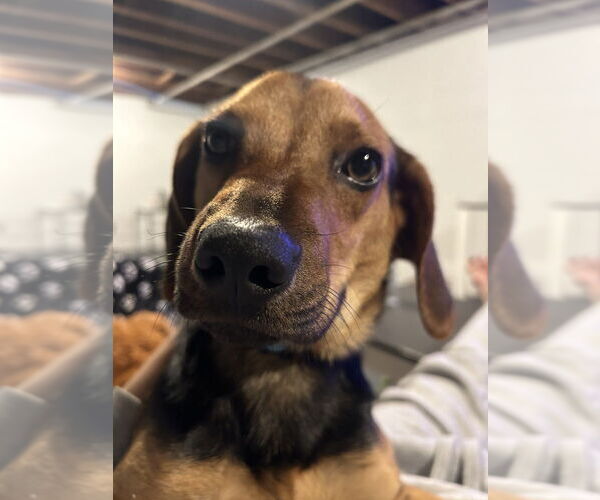 Medium Photo #4 Beagle-Unknown Mix Puppy For Sale in Springdale, PA, USA