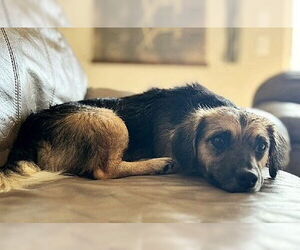 Medium Chihuahua Mix