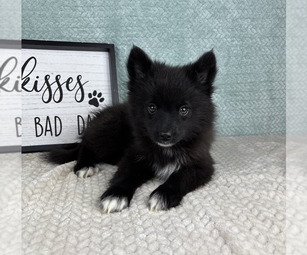 Medium Photo #2 Pomsky Puppy For Sale in FRANKLIN, IN, USA