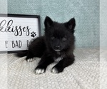 Small #1 Pomsky