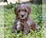 Ginger - Female Cavapoo (Miniature) Puppy for Sale - Small photo