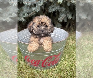 Shorkie Tzu Puppy for sale in MIDDLEBURY, IN, USA