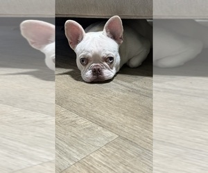 French Bulldog Puppy for sale in DAVIE, FL, USA