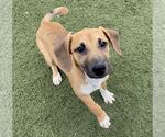 Small #1 Mutt