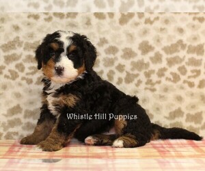 Miniature Bernedoodle Puppy for sale in DENVER, PA, USA