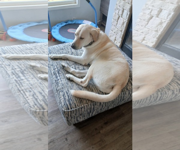 Medium Photo #5 Great Pyrenees-Unknown Mix Puppy For Sale in Houston, TX, USA