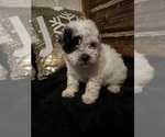Small Photo #7 Poodle (Miniature) Puppy For Sale in BARNETT, MO, USA