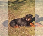 Small Photo #14 Rottweiler Puppy For Sale in JASPER, MO, USA
