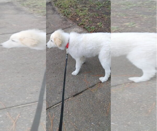 Medium Photo #22 Great Pyrenees-Unknown Mix Puppy For Sale in Houston, TX, USA