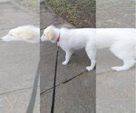 Small #21 Great Pyrenees Mix