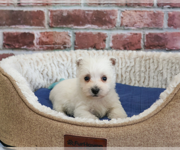 Medium Photo #2 West Highland White Terrier Puppy For Sale in SYRACUSE, IN, USA
